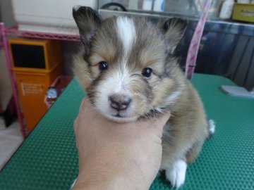 シェットランドシープドッグ【富山県・男の子・2015年6月25日・セーブル&ホワイト】の写真「毛量十分！」