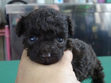 トイプードル(タイニー)【富山県・男の子・2015年5月23日・ブラウン】の写真「チビッ子僕ちゃん、ლ(╹◡╹ლ)」