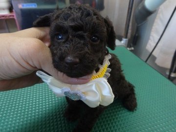 トイプードル(タイニー)【富山県・女の子・2015年7月9日・ブラウン】の写真「濃いブラウンの女の子」