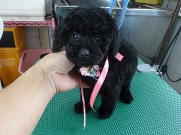 トイプードル(タイニー)【富山県・女の子・2014年11月21日・ブラック】の写真「両親良血のタイニーサイズ」