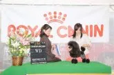 タイニープードル【富山県・男の子・2018年9月15日・ブラック】の写真4「パパです」