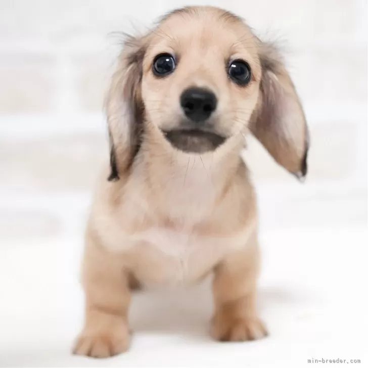 ID:2508-07970の子犬
