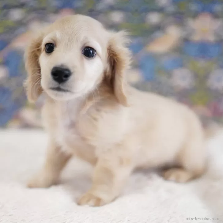ID：2508-06068の子犬