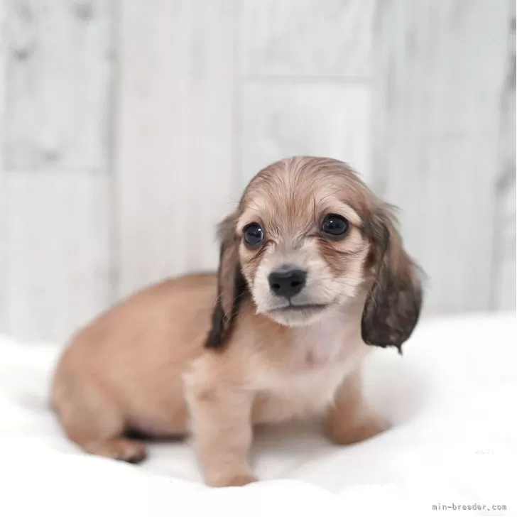 ID：2507-05539の子犬