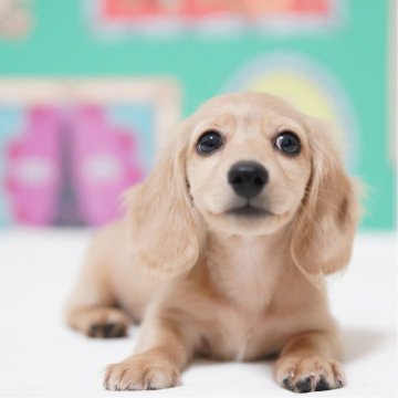 カニンヘンダックスフンド(ロング)【埼玉県・男の子・2025年6月19日・イエロー】の写真「ダックス専門犬舎💗パパ似の可愛い男の子」