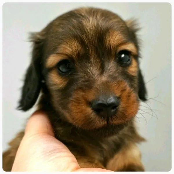 ID：1501-00909の子犬