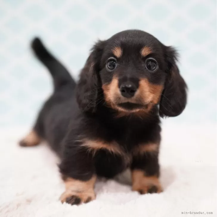 ID:2409-05857の子犬