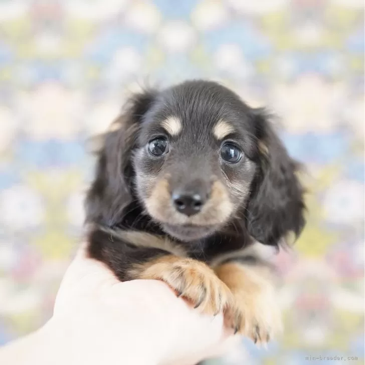 ID:2408-04058の子犬