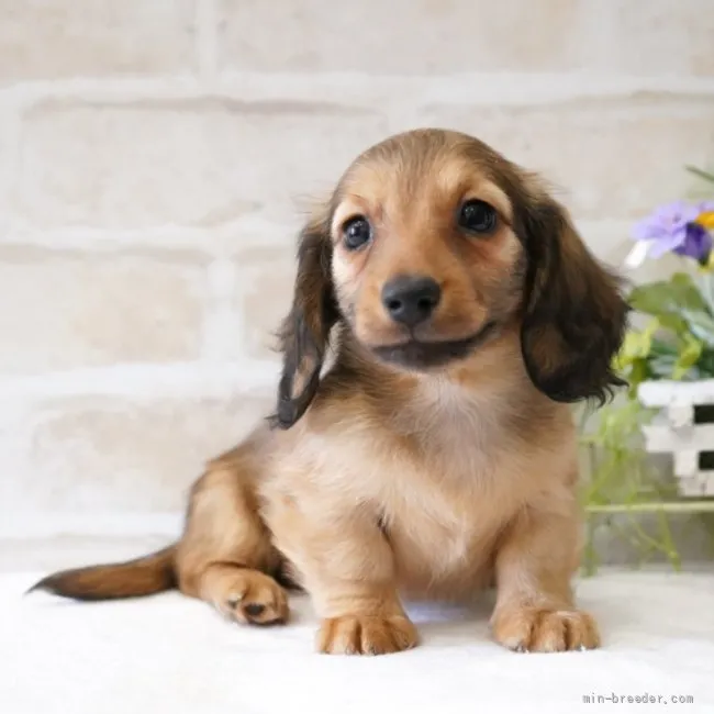 ID:2204-01627の子犬