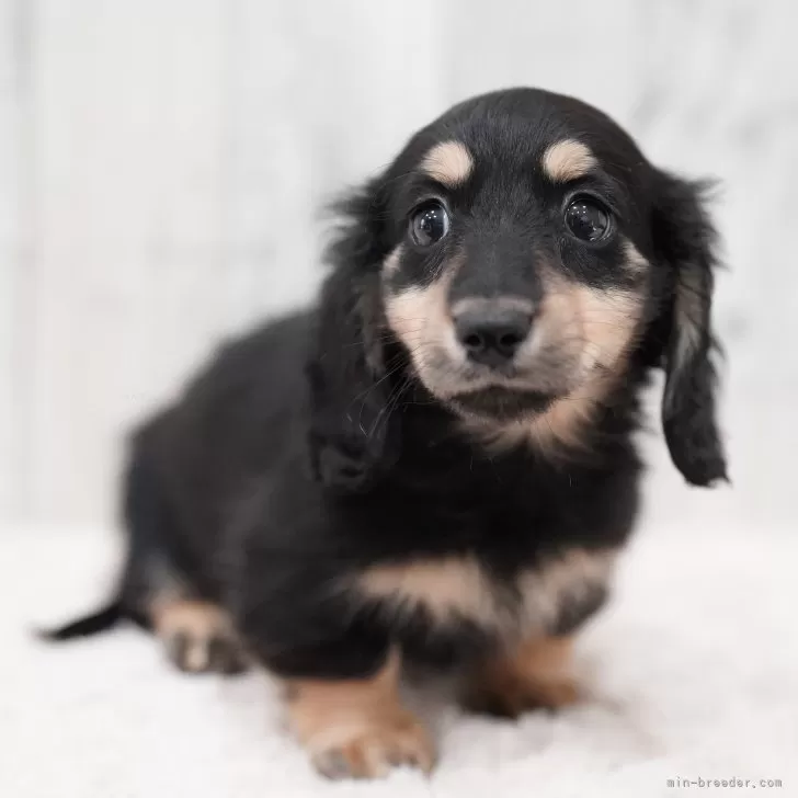 ID：2401-05097の子犬