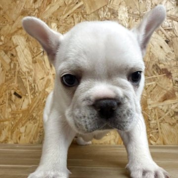 フレンチブルドッグ【長崎県・男の子・2025年9月2日・クリーム】の写真「アメリカGC、CHの血を引く元気な男の子」