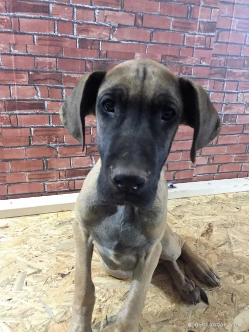 ID:1612-01662の子犬