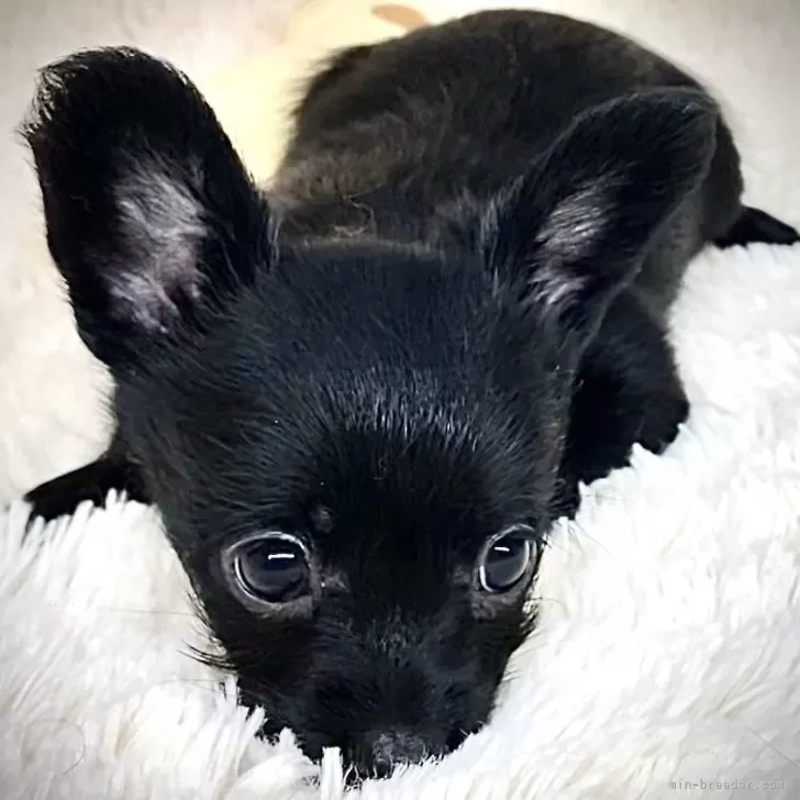 H.A 様のお迎えした子犬