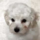 タイニープードル
