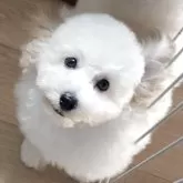 タイニープードル