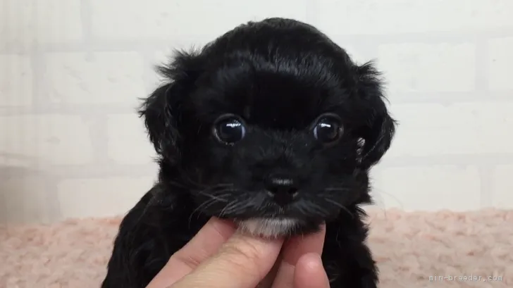 ID:1804-01916の子犬