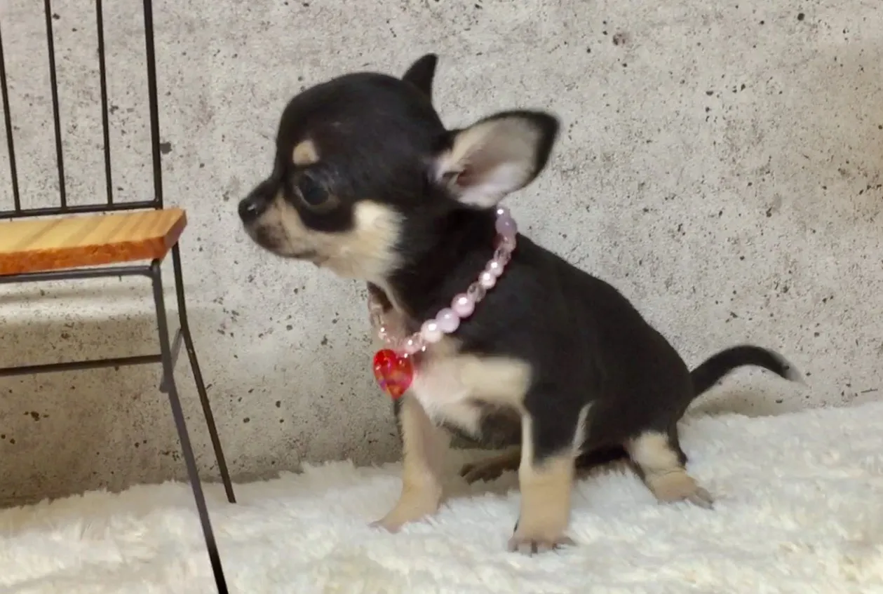 ID:1706-01244の子犬