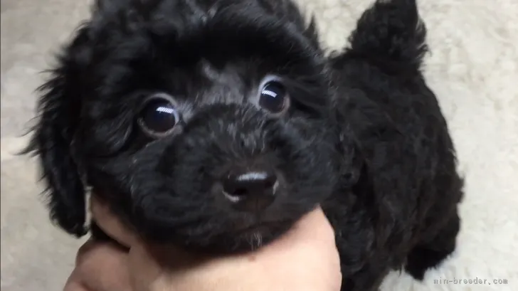 おまめさん 様のお迎えした子犬