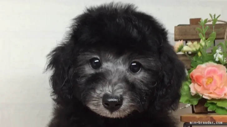 ID:1808-00656の子犬