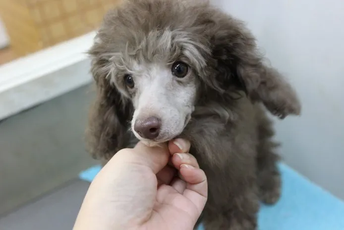 ID:1502-00770の子犬