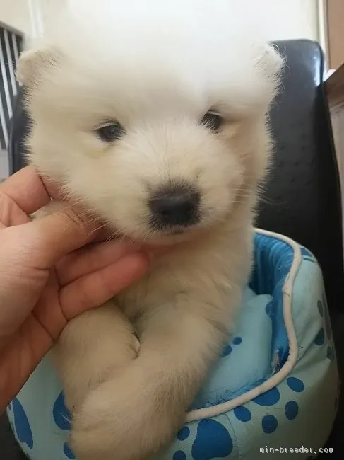 ポンキチ 様のお迎えした子犬