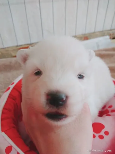 むー 様のお迎えした子犬