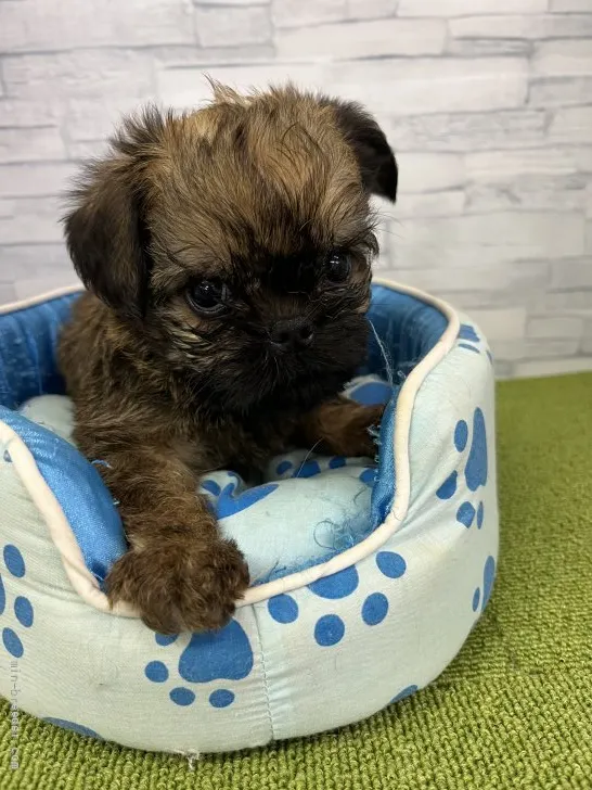 ID：2204-03131の子犬