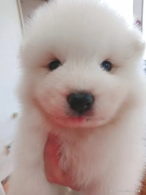 pychicot 様のお迎えした子犬