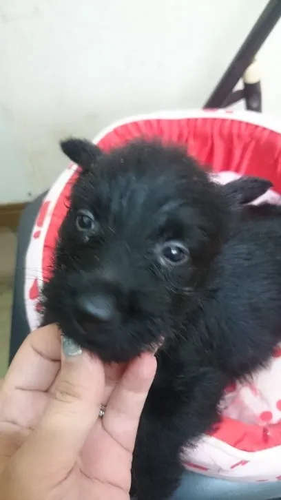 ID：1607-00903の子犬