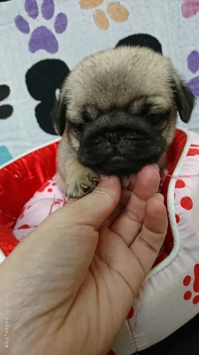 ID:1710-01557の子犬