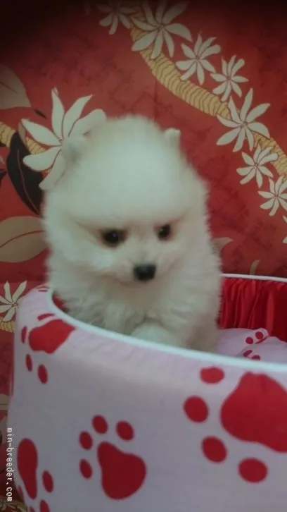ID：1601-01533の子犬