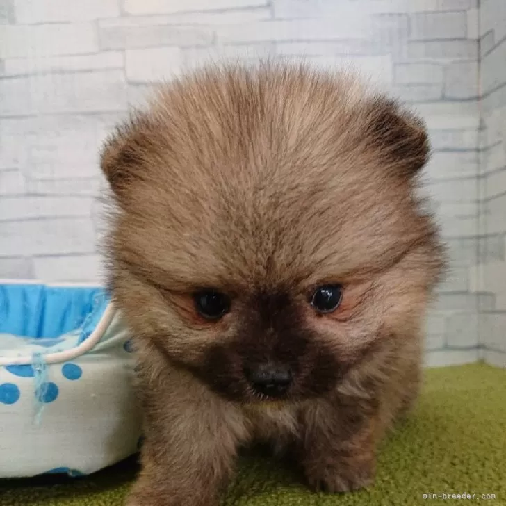 ID:2409-05073の子犬