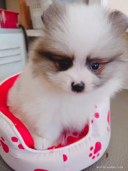 ID:1911-02302の子犬
