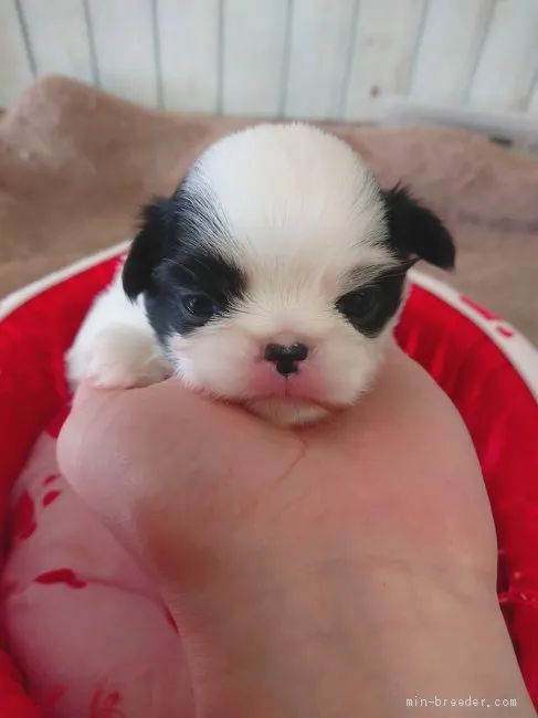 Y.Ｉ 様のお迎えした子犬