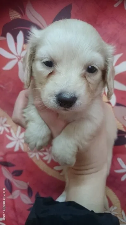 ID:1601-01531の子犬