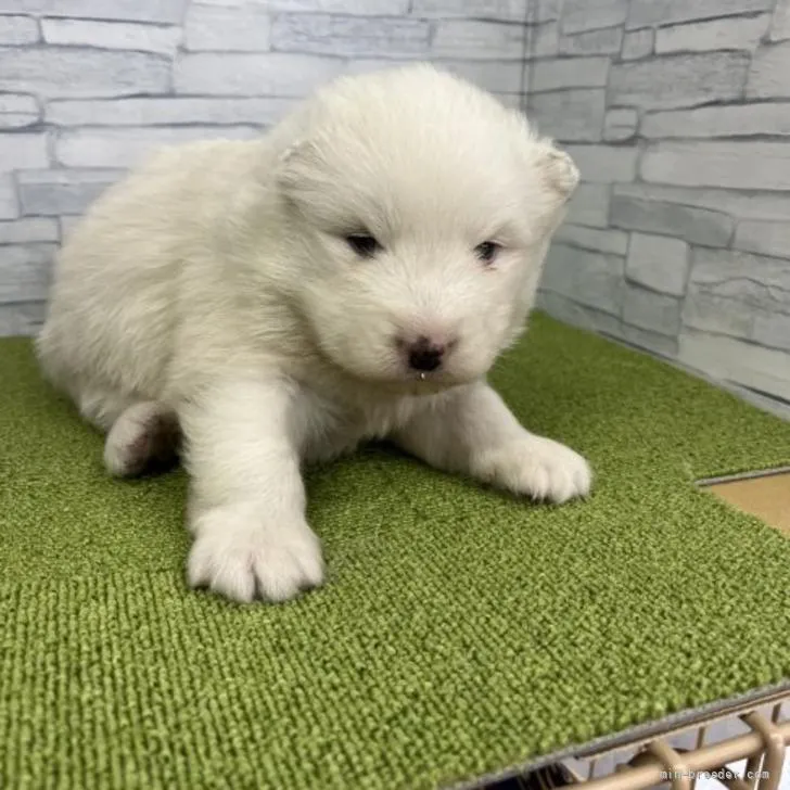 鰹節 様のお迎えした子犬