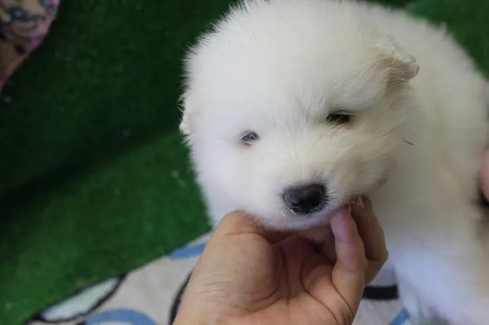 ID:1409-00534の子犬