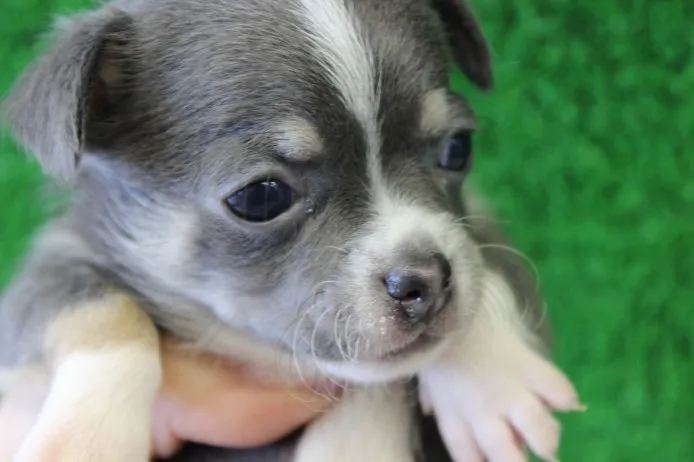 ID：1404-00582の子犬