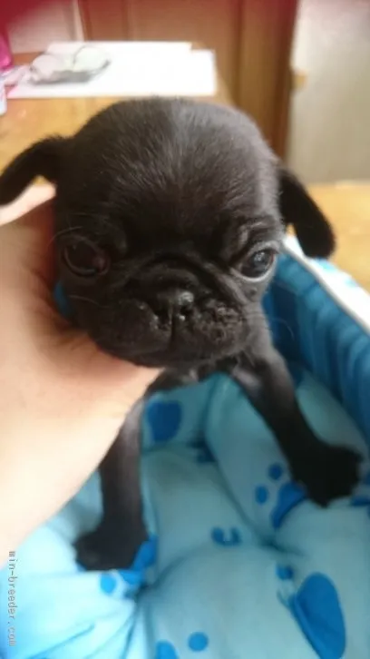 Deco 様のお迎えした子犬