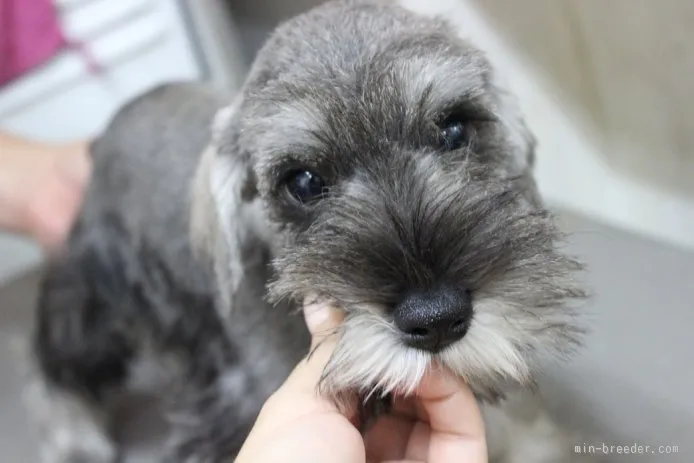 ID:1507-00901の子犬