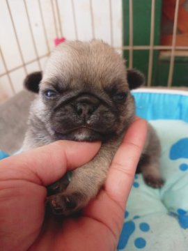 パグ【奈良県・男の子・2020年9月1日・フォーン】の写真「ぷっくぷく🐶」