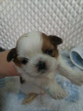 シーズー【奈良県・男の子・2017年2月15日・レッド&ホワイト】の写真「３兄弟仲良し☆」