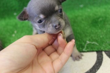 チワワ(スムース)【奈良県・女の子・2014年9月11日・ブルー&タン】の写真「」