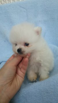 ポメラニアン【奈良県・男の子・2017年3月22日・クリーム】の写真「可愛い男の子♡」