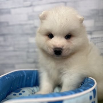 サモエド【奈良県・男の子・2024年7月5日・ホワイト】の写真「モフモフ❤️」