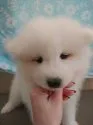 サモエド【奈良県・男の子・2021年10月27日・ホワイト】の写真1