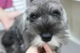 ミニチュアシュナウザー【奈良県・女の子・2015年4月12日・ソルト&ペッパー】の写真2