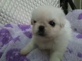 ペキニーズ【奈良県・女の子・2017年2月2日・ホワイト】の写真2