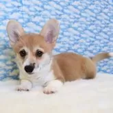 ウェルシュ・コーギー・ペンブローク【岡山県・女の子・2025年8月30日・レッド&ホワイト】の写真13