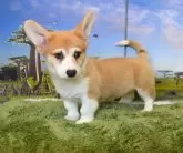 ウェルシュ・コーギー・ペンブローク【岡山県・男の子・2024年10月20日・レッド&ホワイト】の写真5
